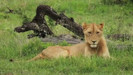 Animal video funny animal video funny cute animals videos baby Cats video