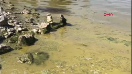 SU KAYNAKLARINDA SİYANOBAKTERİ TEHLİKESİ