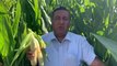 CHP'li vekilden Erdoğan'a mısırda taban fiyatı 7 TL yapması için çağrı