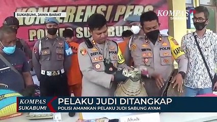 Polisi Amankan Pelaku Judi Sabung Ayam