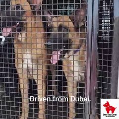 Royal dog saves abandoned pet's life