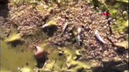 Su kaynaklarında siyanobakteri tehlikesi