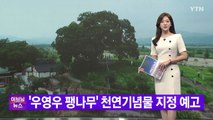[YTN 실시간뉴스] '우영우 팽나무' 천연기념물 지정 예고 / YTN