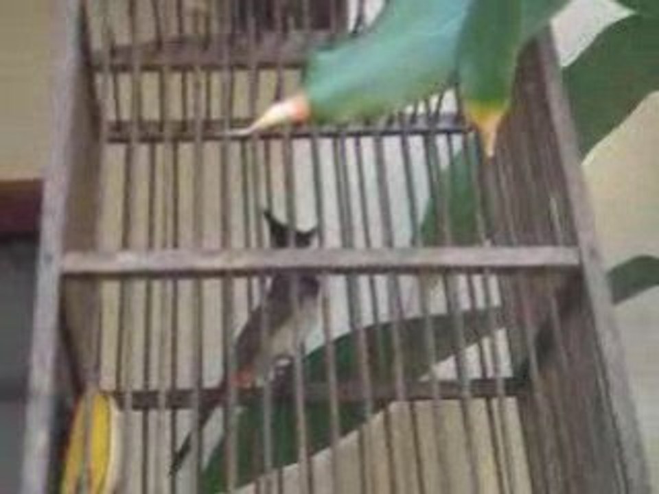 oiseaux dans la GH Chiang Mai