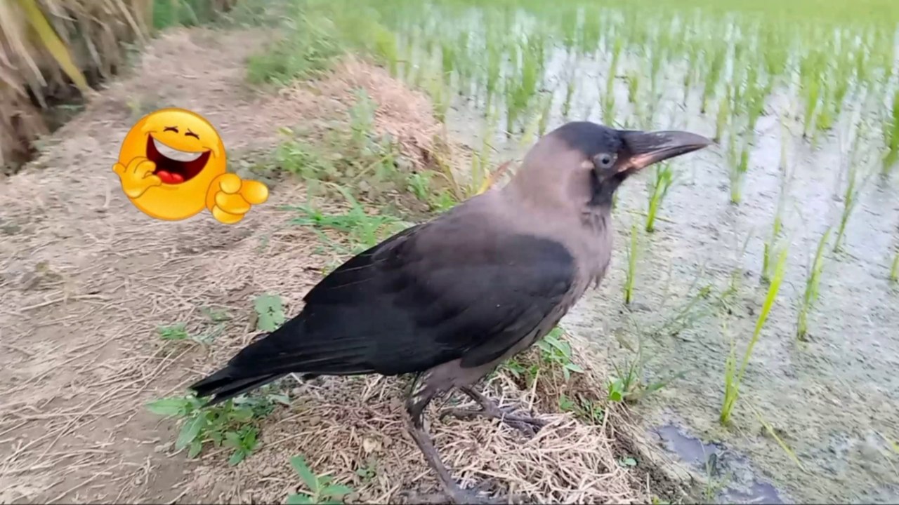 kauwa ka bacha ne bahut tang kya hai