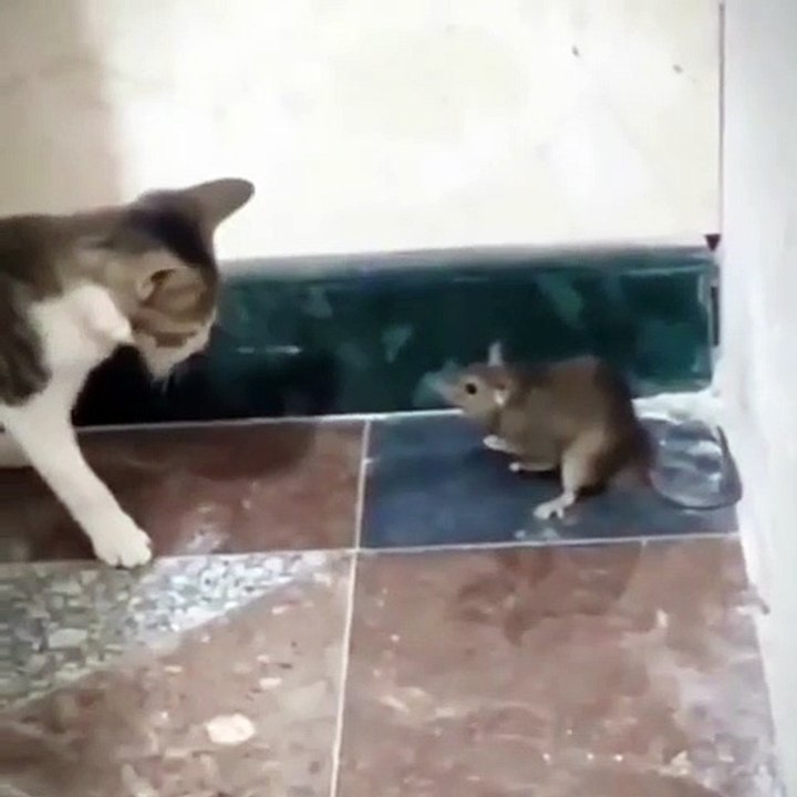 Video Funny 110