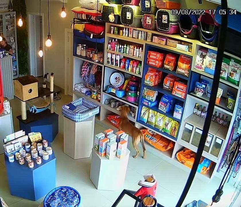 Stray Dog Snags Bone From Veterinary Clinic