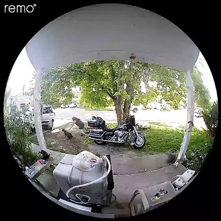 Owner Chasing Puppy Trips Over Flip-Flop