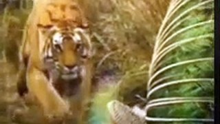 Funny  Tiger  Video