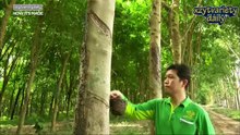 สารคดีการผลิต - ยางพาราไทย
