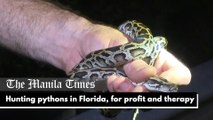 Hunting pythons in Florida, for profit and therapy