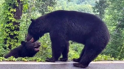 Male Black Bears Brawl on Highway