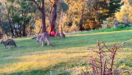 Kangaroo Teaches Joey How to Defend Itself