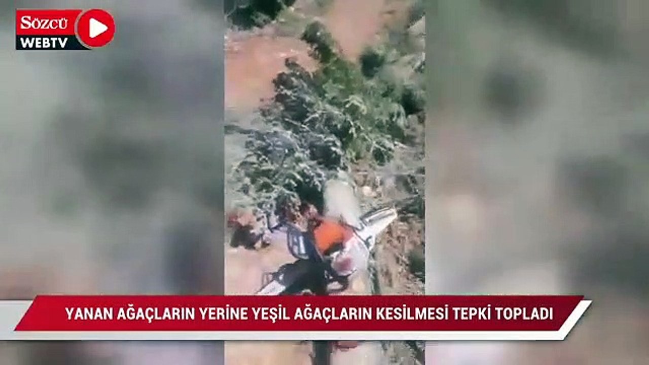 Alanya’da yanan ağaçların yerine yeşil ağaçları...