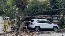 Kadıköy’de 150 yıllık meşe ağacı park halindeki 6 aracın üstüne devrildi