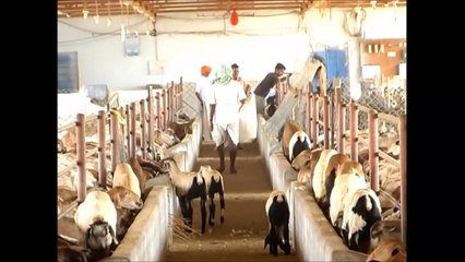 Commercial  Sheep and  Goat Farm ( 500 Animals)  Part 2