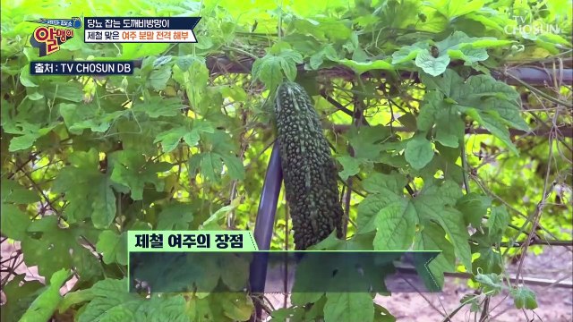 제철 맞은 당뇨 잡는 도깨비 방망이 여주분말! TV CHOSUN 20220821 방송