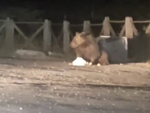 Uludağ'da aç kalan ayı oteller bölgesine geldi