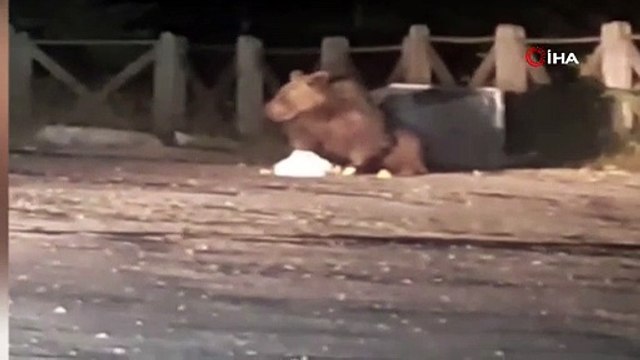 Uludağ’da aç kalan ayı oteller bölgesine geldi