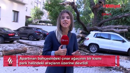 Kadıköy'de faciadan dönüldü! Çınar ağacı 5 aracın üzerine devrildi