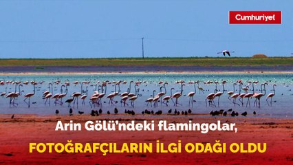 Arin Gölü'ndeki flamingolar, fotoğrafçıların ilgi odağı oldu