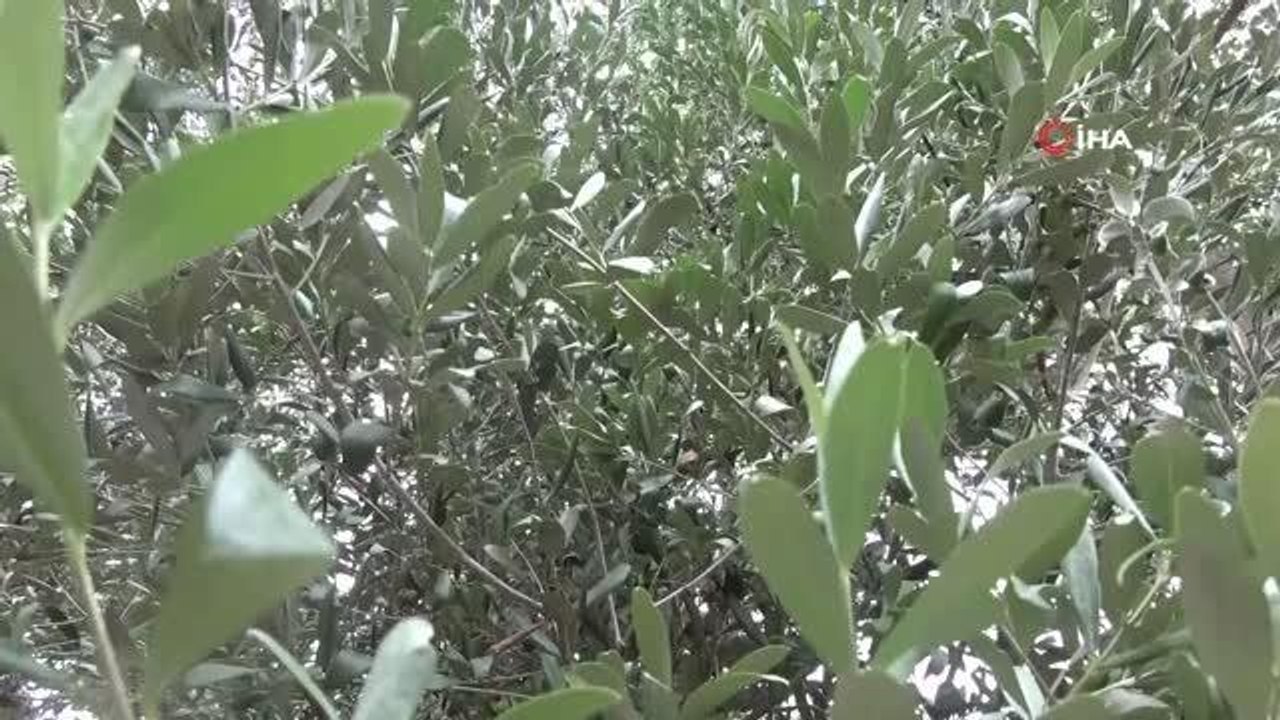 Trabzon gündem haberleri: Trabzon'da zeytin yet...