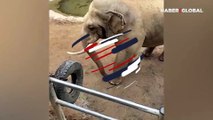 Ayakkabısını düşüren çocuğa hortumu ile yardım eden fil