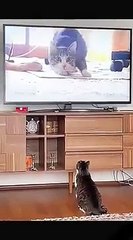 funny-moments-of-animals-compilations-