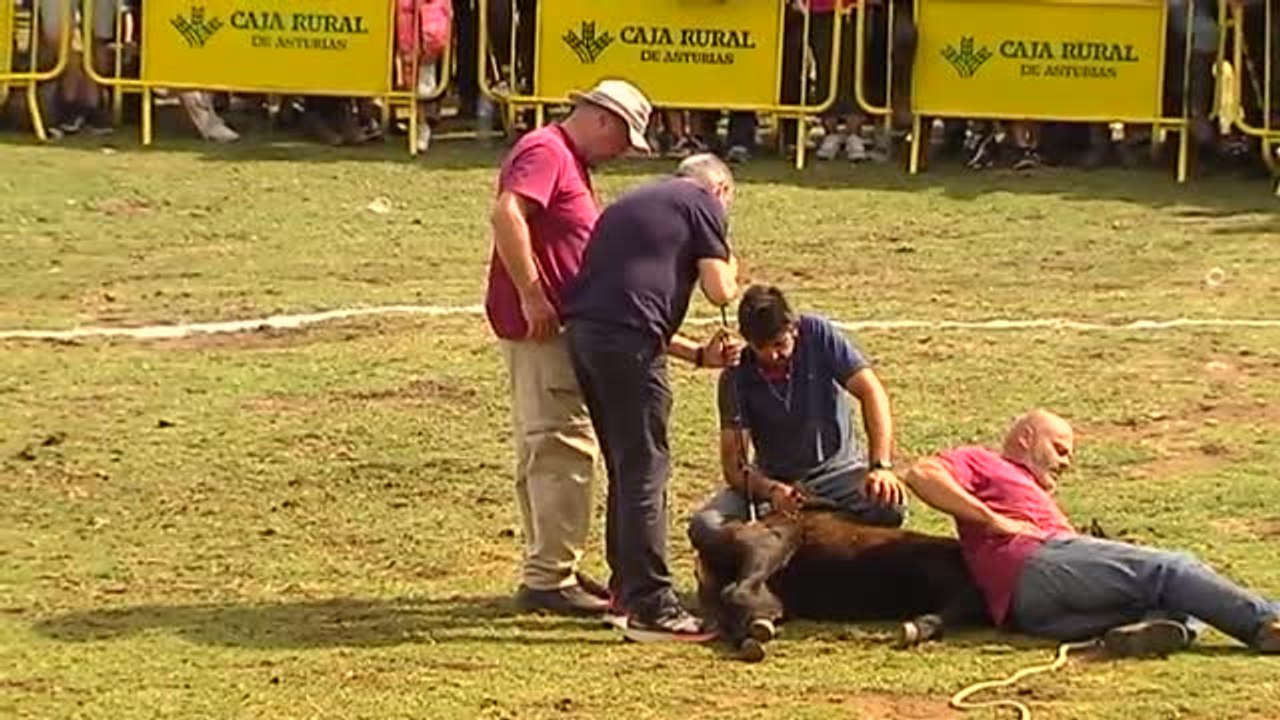 Asturias celebra la belleza y la furia salvaje de los caballos asturcones