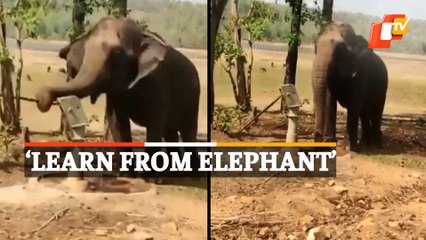 Viral Video: This Elephant Has A Lesson For Humans On Water Conservation