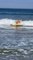 Golden Retriever Practices to Sharpen Their Surfing Skills For Championship