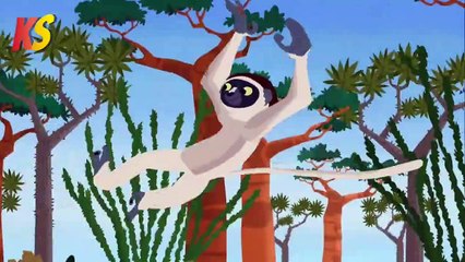 Pernas de lêmure | "lêmure sifaka"