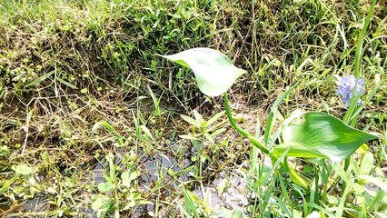 Cool Flower , Nature , flower,