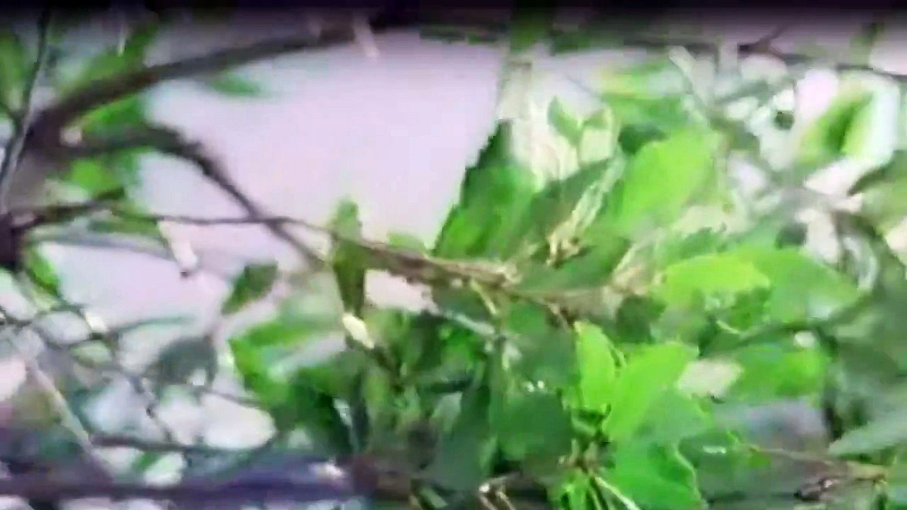 Alisa - folge deinem herzen staffel 1 folge 1 hd deutsch