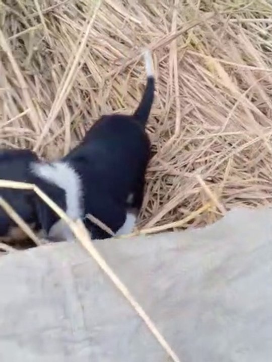 Baby Dogs | Cute and Funny Dog Videos Compilation- animals cute  #1 #dog