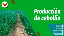 Cultivando Patria | Unidad de Producción Picapica en Aragua obtiene 20 toneladas de cebollín por ha