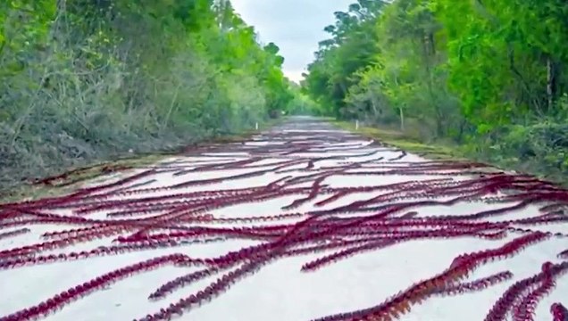 15 Mysterious Events That Left Scientists Scratching Their Heads #2