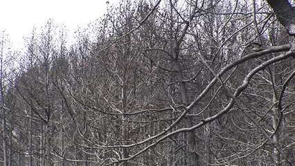 ¿Qué hacer con la madera quemada de nuestros bosques?