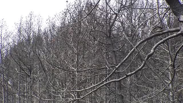 ¿Qué hacer con la madera quemada de nuestros bosques?