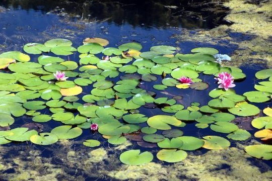 Bursa haber: ABANT VE YEDİGÖLLER'DE NİLÜFER VE AUBRİETA KOPARMANIN CEZASI 109 BİN LİRA