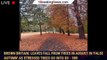 Brown Britain: Leaves fall from trees in August in 'false autumn' as stressed trees go into su - 1br