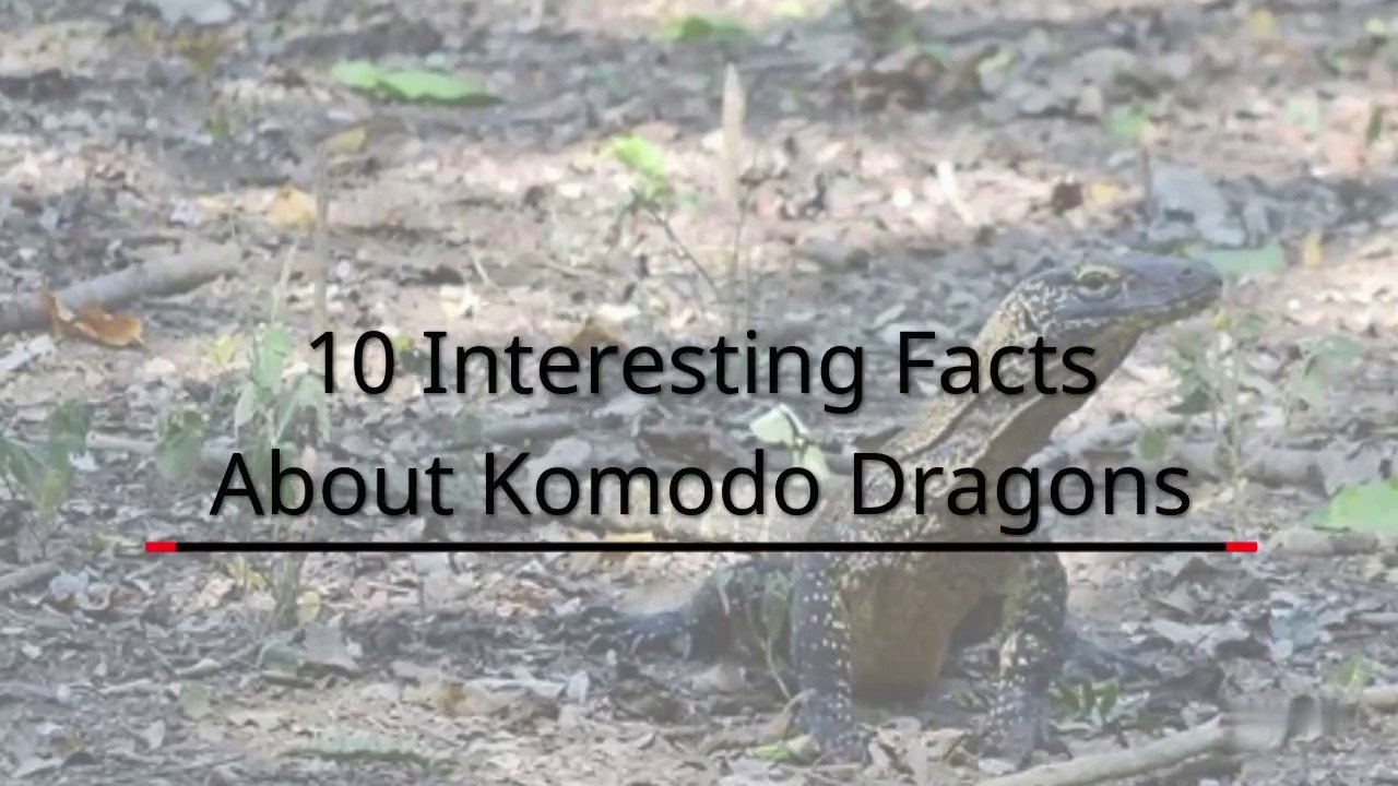 10 Interesting Facts About Komodo Dragons - video Dailymotion