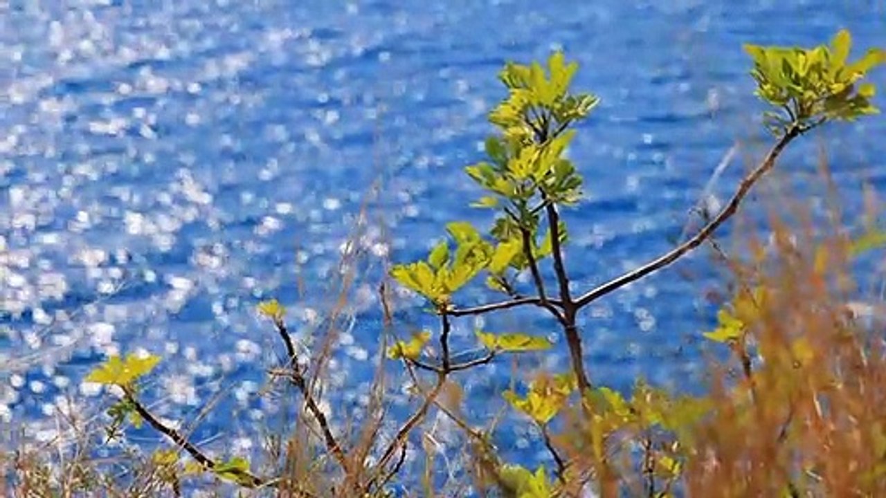 Happy Times musicDelicate music| calms the nervous system and pleases soulexcellent music for nervous...