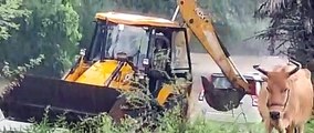 Car stuck in a booming drain, passengers and car pulled out of JCB