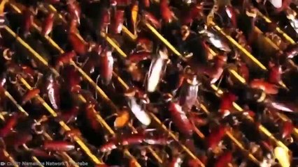 15 Tasty Insects You Can Eat