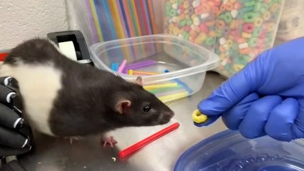 تجارب أميركية على الفئران قد تساعد في حل مشكلات ذهنية لدى البشر