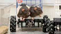 Aux États-Unis, des rats apprennent à conduire pour une expérience scientifique