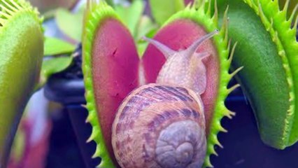 15 Plants That Eat Animals