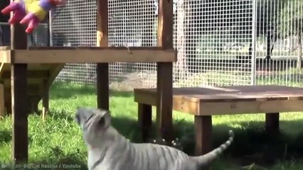 15 Animals You Don't Want Problems With