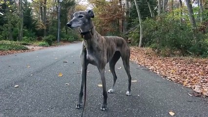 15 Fastest Animals On This Planet